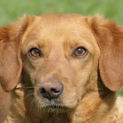 Tierheim Hund Lola wartet auf ein neues Zuhause