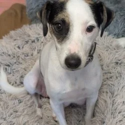 Tierheim Hund Lola wartet auf ein neues Zuhause
