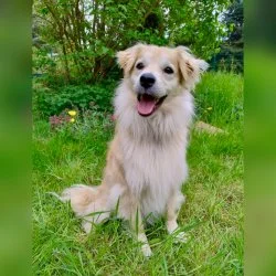 Mischling  aus dem Tierheim Bad Oldesloe