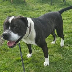 Old English Bulldog  aus dem Tierheim Bremerhaven