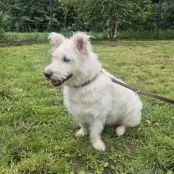 Tierheim Hund Louis wartet auf ein neues Zuhause