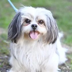 Shih Tzu  aus dem Tierheim Berlin