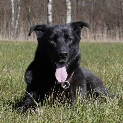 Sch&auml;ferhund Mischling  aus dem Tierheim München