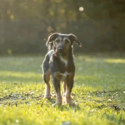 Dackel-Mix  aus dem Tierheim Chemnitz
