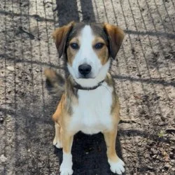 Mischling  aus dem Tierheim Bad Oldesloe