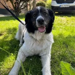 Tierheim Hund Luna wartet auf ein neues Zuhause