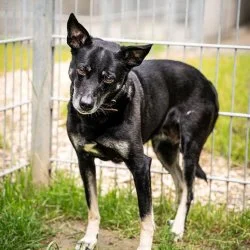 Pinscher-JRT-Mischling  aus dem Tierheim Bochum