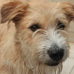Tierheim Hund Mady wartet auf ein neues Zuhause