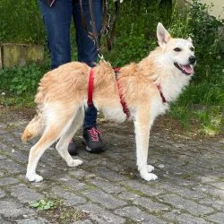 Tierheim Hund Maia wartet auf ein neues Zuhause