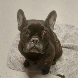 Franz&ouml;sische Bulldogge  aus dem Tierheim Siegen