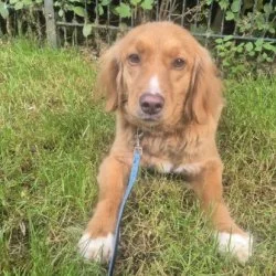 Tierheim Hund Mary wartet auf ein neues Zuhause