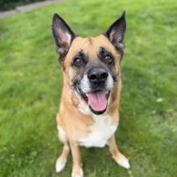 Sch&auml;ferhund-Mix  aus dem Tierheim Oldenburg