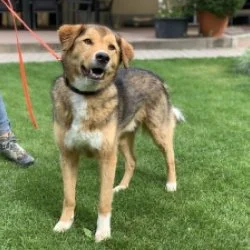 Mischling  aus dem Tierheim Viernheim