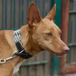 Tierheim Hund Mauricio wartet auf ein neues Zuhause