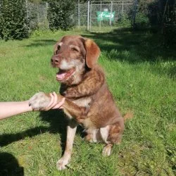 Schnauzer-Mix  aus dem Tierheim Solingen