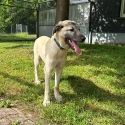 Tierheim Hund Max wartet auf ein neues Zuhause