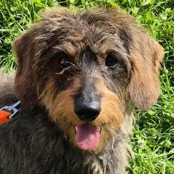 Tierheim Hund Max wartet auf ein neues Zuhause
