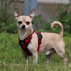 Tierheim Hund Max wartet auf ein neues Zuhause