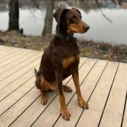 Dobermann  aus dem Tierheim Würzburg