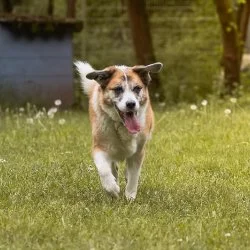 Tierheim Hund Maya wartet auf ein neues Zuhause