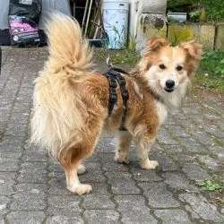 Tierheim Hund Mickey wartet auf ein neues Zuhause