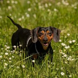 Tierheim Hund Milo wartet auf ein neues Zuhause