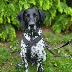 Tierheim Hund Milo wartet auf ein neues Zuhause