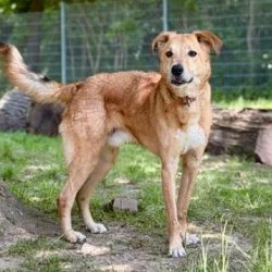 Mischling  aus dem Tierheim Düren