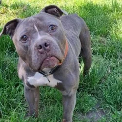 Tierheim Hund Minion wartet auf ein neues Zuhause