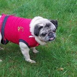 Tierheim Hund Mira wartet auf ein neues Zuhause