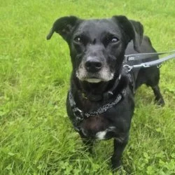 Tierheim Hund Mirko wartet auf ein neues Zuhause
