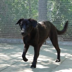 Tierheim Hund Missy wartet auf ein neues Zuhause