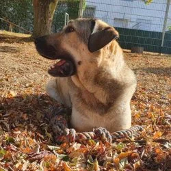 Kangal  aus dem Tierheim Bad Kreuznach