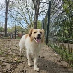 Tierheim Hund Monty wartet auf ein neues Zuhause