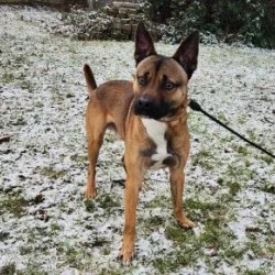 American-Bulldog-Mix  aus dem Tierheim Stuttgart