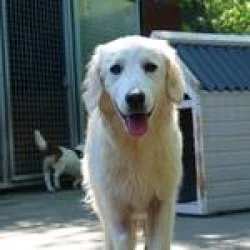 Tierheim Hund Mony wartet auf ein neues Zuhause