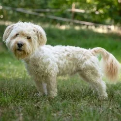 Tierheim Hund Moppel wartet auf ein neues Zuhause