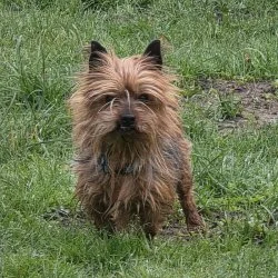 Tierheim Hund Mori wartet auf ein neues Zuhause