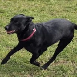 Mischling  aus dem Tierheim Stuttgart