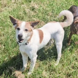 Tierheim Hund Nappo wartet auf ein neues Zuhause