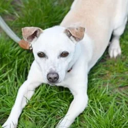 Jack Russell Terrier  aus dem Tierheim Berlin