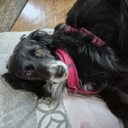 Tierheim Hund Nera wartet auf ein neues Zuhause