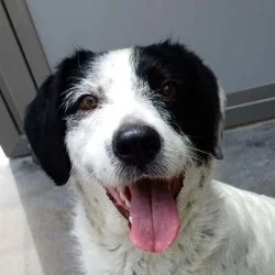 Tierheim Hund Nuri wartet auf ein neues Zuhause