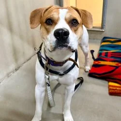 Tierheim Hund Oakley wartet auf ein neues Zuhause