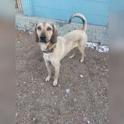 Jagdhund Mix  aus dem Tierheim Ulm