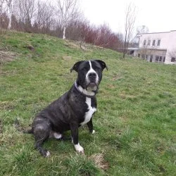 Staffordshire Mischling  aus dem Tierheim Schwebheim