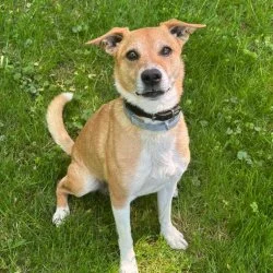 Tierheim Hund Olaf wartet auf ein neues Zuhause