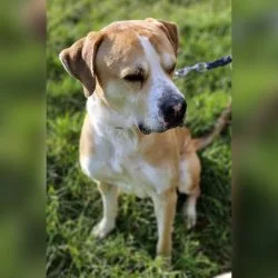 Mischling  aus dem Tierheim Altrich