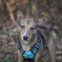 Tierheim Hund Ole wartet auf ein neues Zuhause