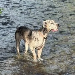 Deutsche Dogge  aus dem Tierheim Stuttgart